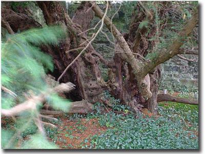 Fortingall Yew, 5,000 years old