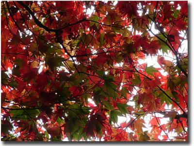 Westonbirt 030