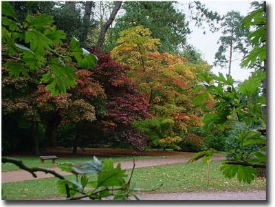 Westonbirt 037