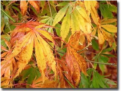 Westonbirt 062