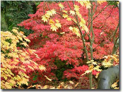 Westonbirt  069