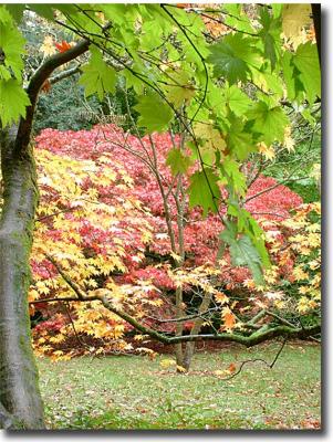 Westonbirt 066