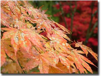 Westonbirt 075