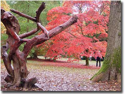 Westonbirt 104