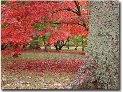 Westonbirt 111