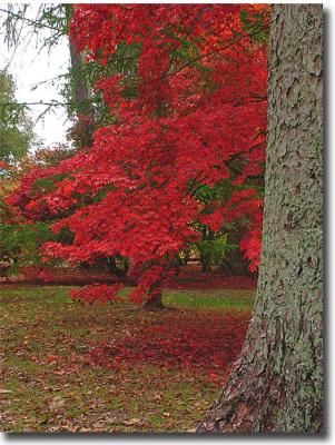 Westonbirt 112