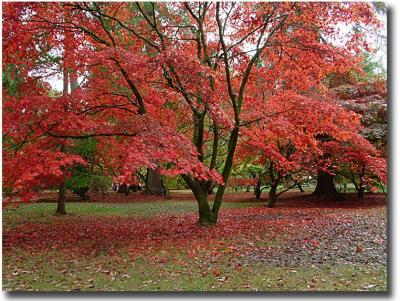 v3/80/462980/3/51223447.S20_Westonbirt0118copyJPG114.jpg