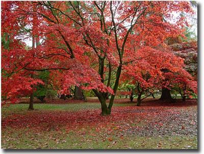 Westonbirt 114