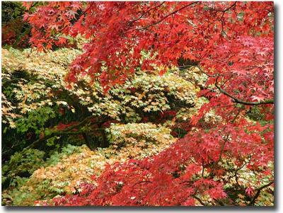 Westonbirt 117