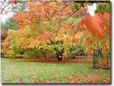 Westonbirt 129