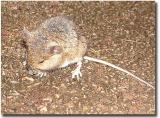 Its no fun being a field-mouse in the rain