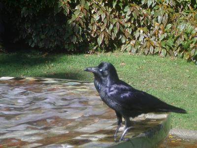 blackbird.JPG