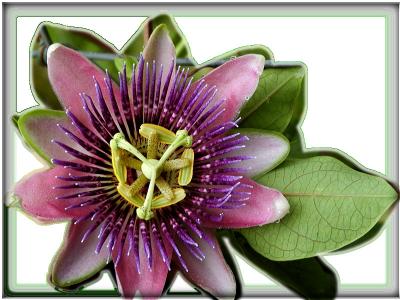 Passion Flower