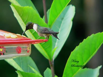 Male Ruby Throated Hummingbird at one of our feeders