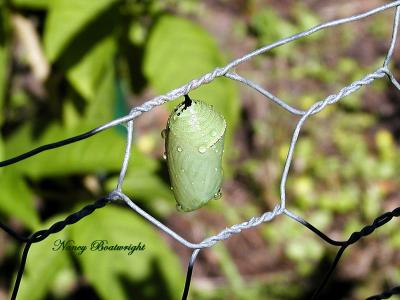 Monarch Chrysalis on fence