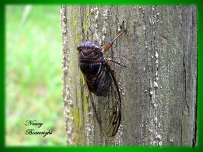 Cicada on fence post
