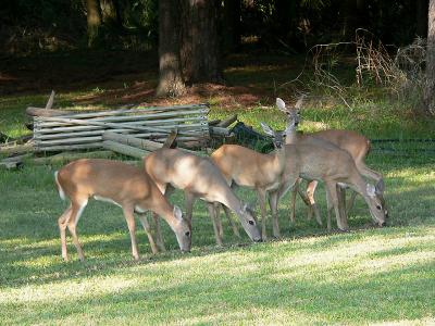 Deer dinner time