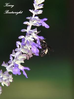 Bumblebee on Salvia