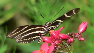 Zebra Longwing : Look at the eye.