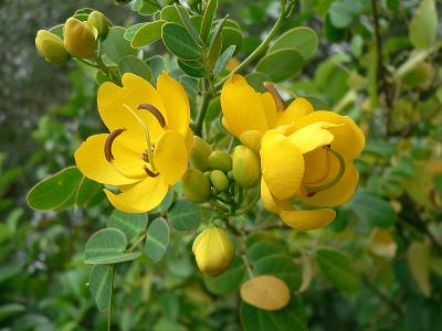 Cassia plant blooming