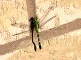 Different Angle of Dragonfly