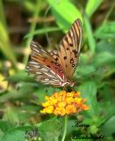 Gulf Fritillary on Lantana