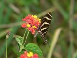 A different Zebra Longwing.  