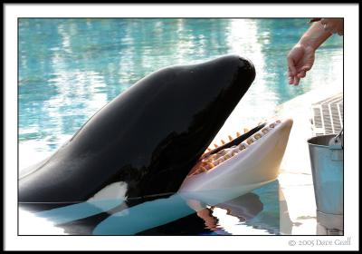 A Gentle Giant !
