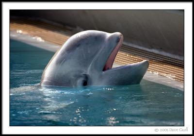 The Beluga Says Hi !