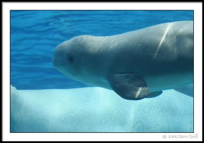 One Of The Younger Belugas