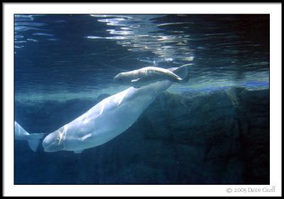 Mom & New Born
