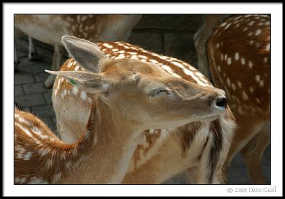 Deer Feeding Area