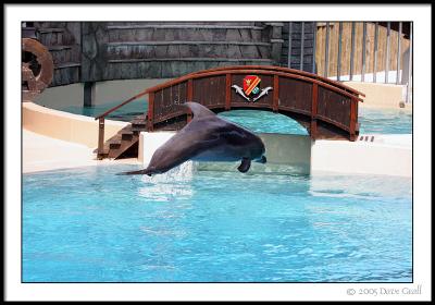 Grand Entrance !