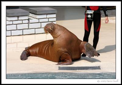 Marineland