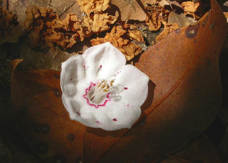 Last Mountain Laurel