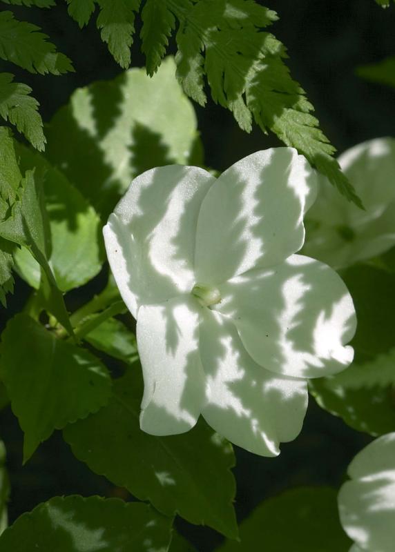 Fern Shadows