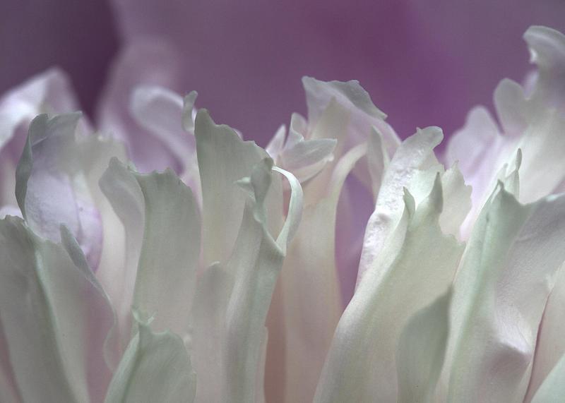 Peony Petals