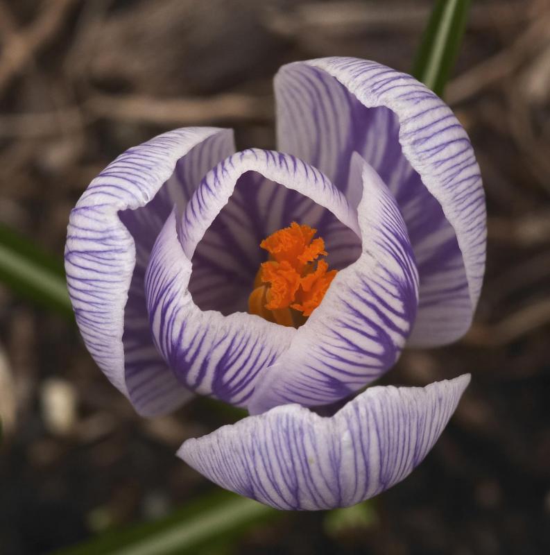 First Crocus 04
