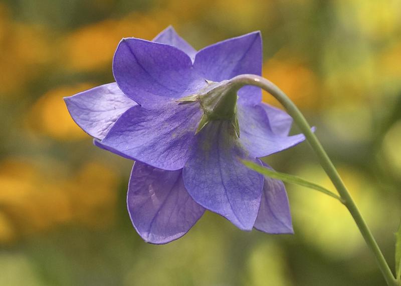 Bashful Balloon Flower