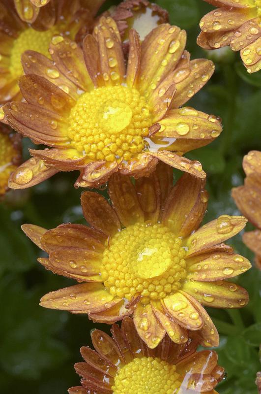 Mum Twins