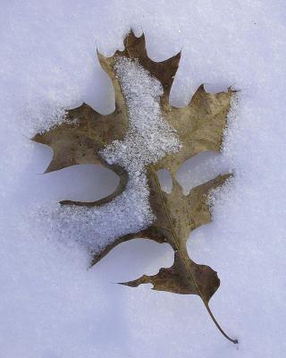 Snowy Leaf