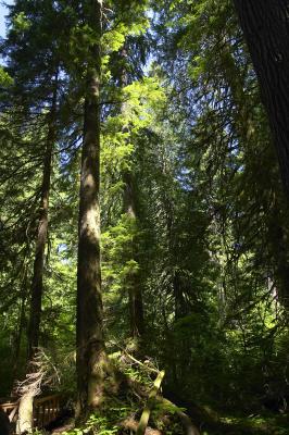Grove of the Patriarchs