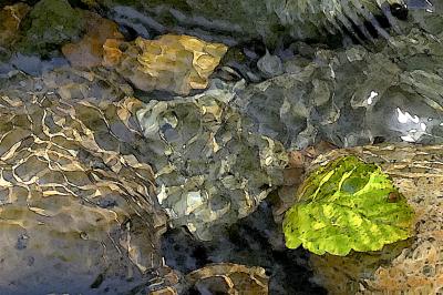 Submerged Leaf