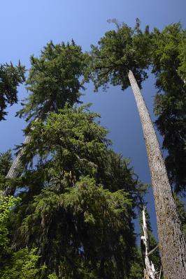 Ancient Cedars