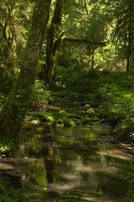 Hoh Rainforest 1