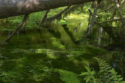 Hoh Rainforest 4