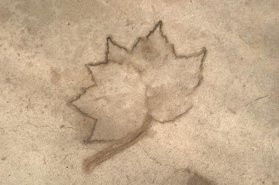 Garage Floor Fossil