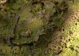 Lichen Leaves