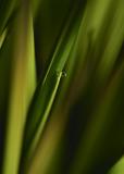 Dewdrop in Night Light