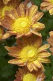 Mum Twins
